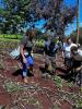 Tree Planting 1