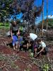 Tree Planting 2